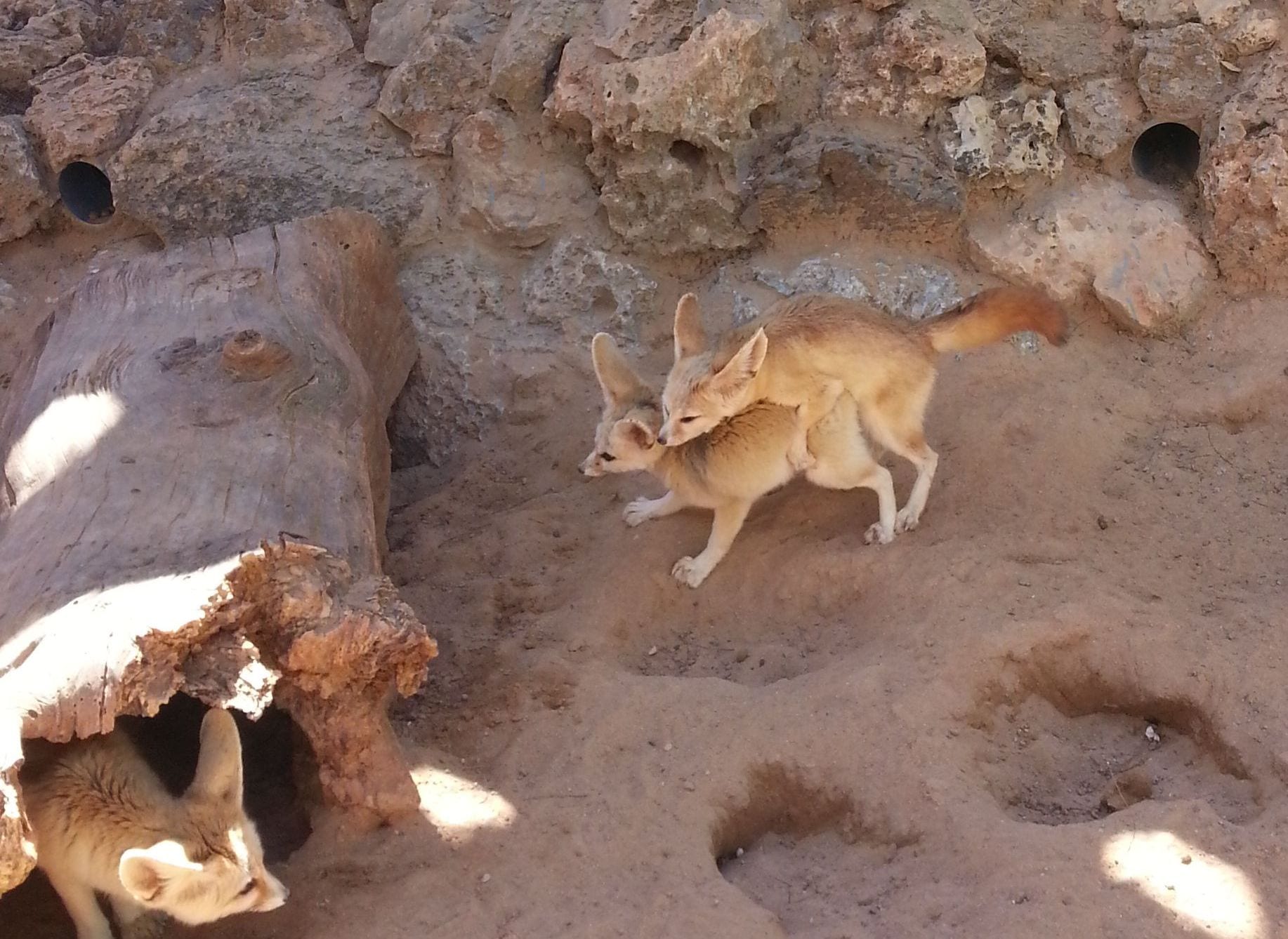 Two fennec foxes nestled together in soft sand, fur the colour of dune-crest dust.