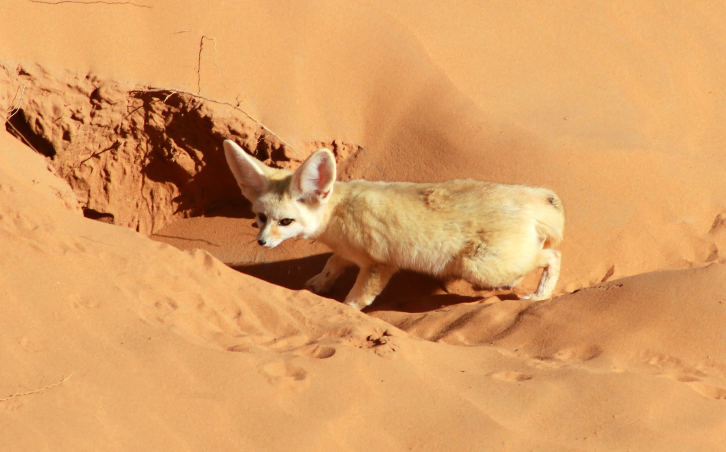 A wild fennec fox in the Moroccan Sahara, tracks visible behind it on the open sand.