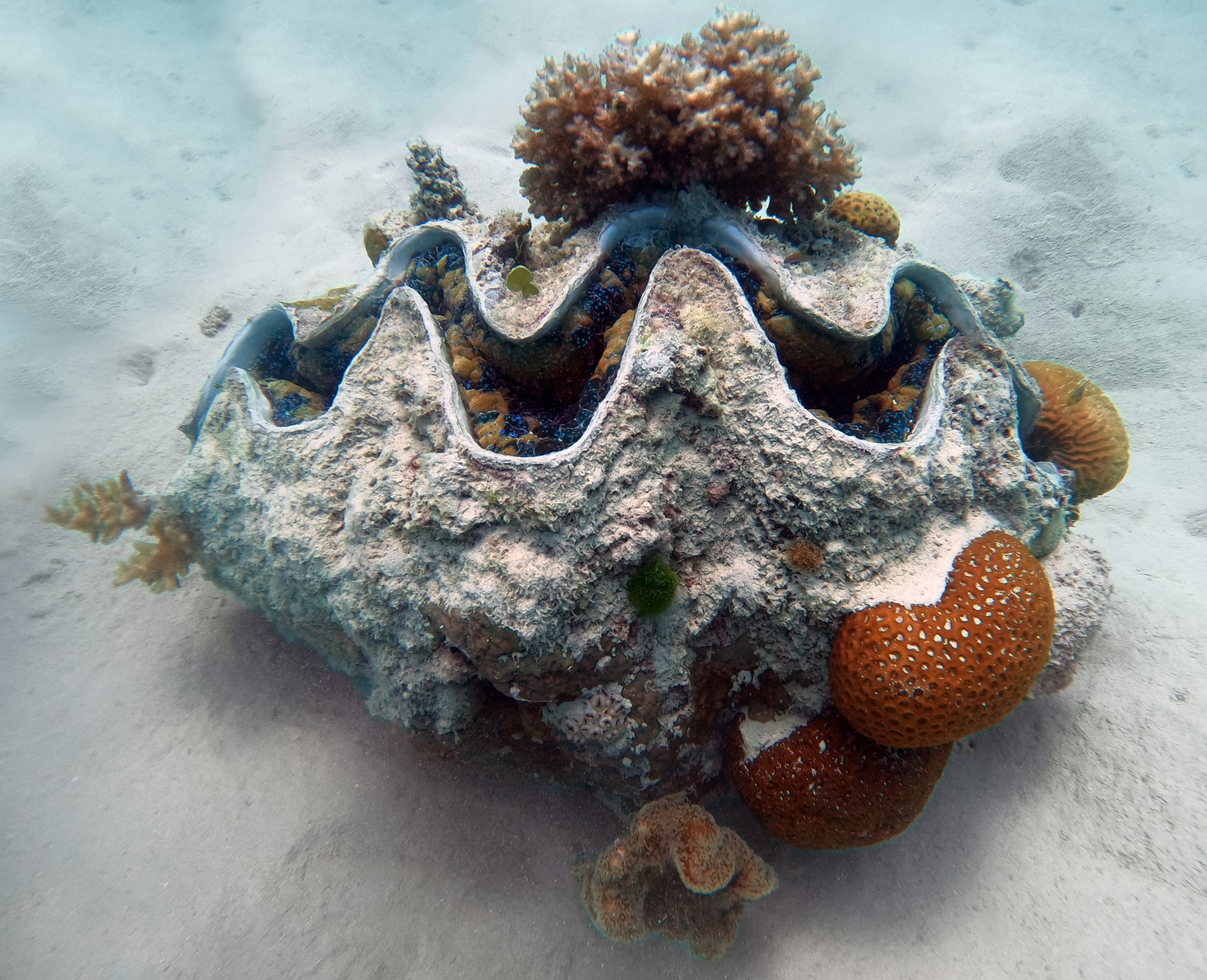 A giant clam.