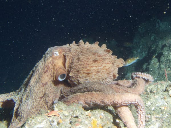 A giant pacific octopus.