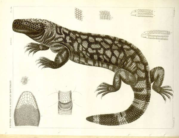 First graphical description of a Gila Monster by S. F. Baird, 1857.