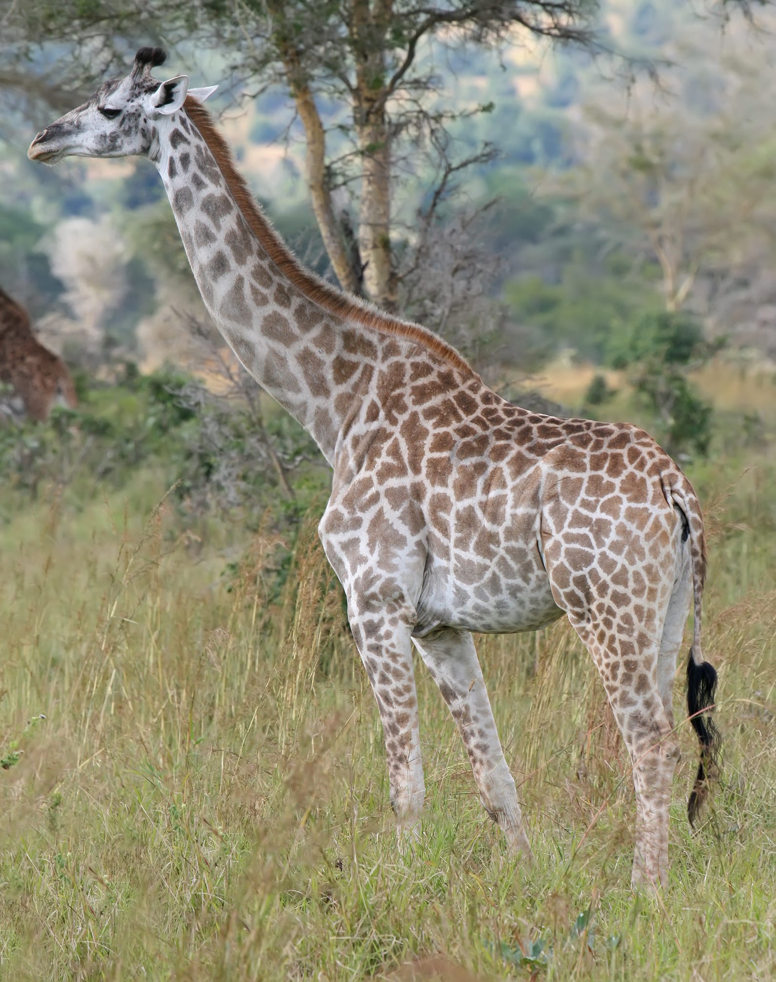 A giraffe.