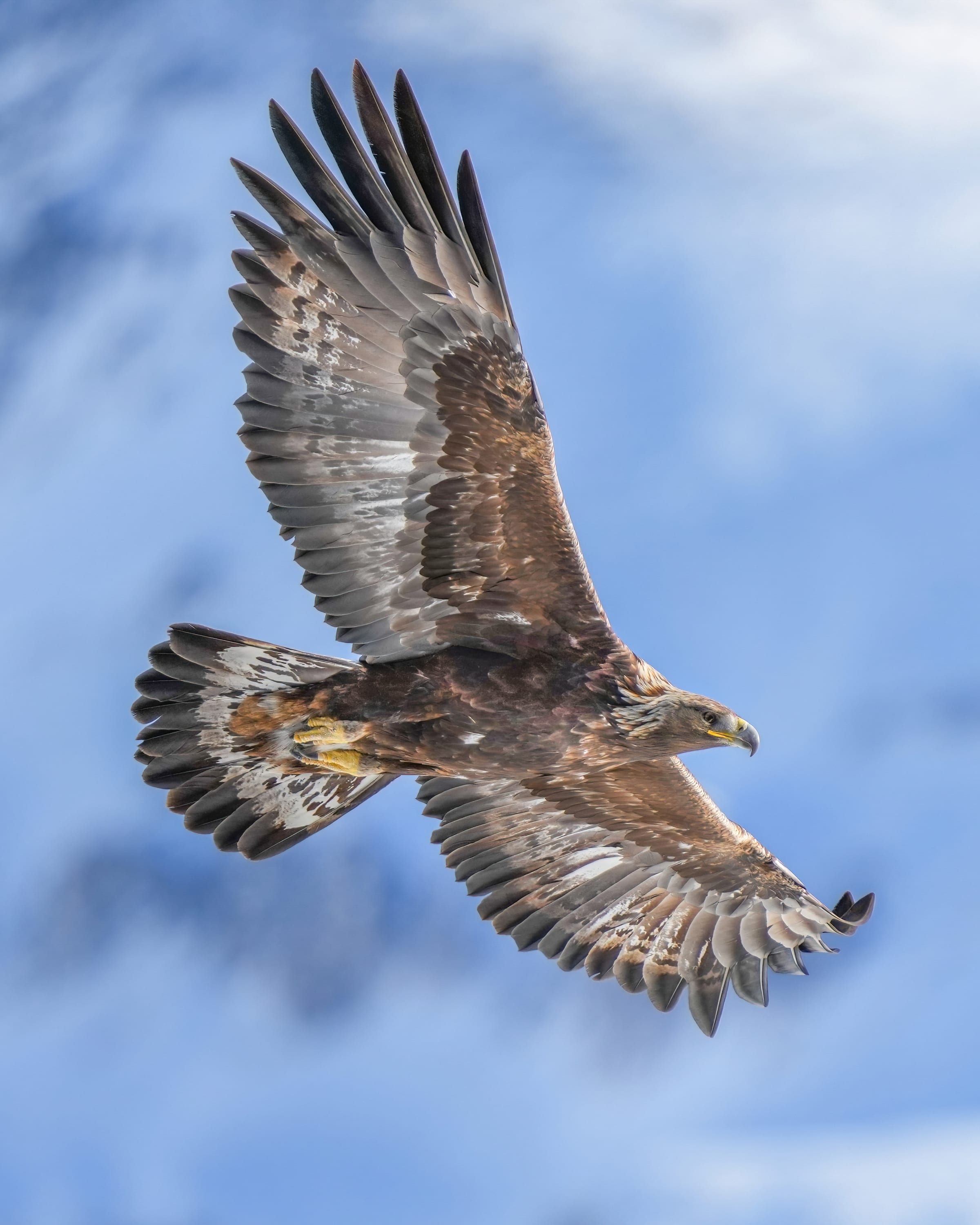 A golden eagle.