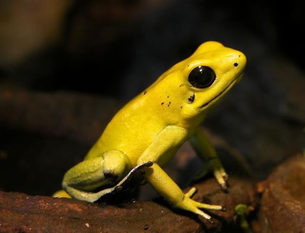 Phyllobates terribilis: Terrible leaf climber