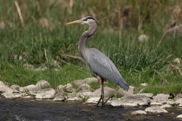 A great blue heron waits in a small river.