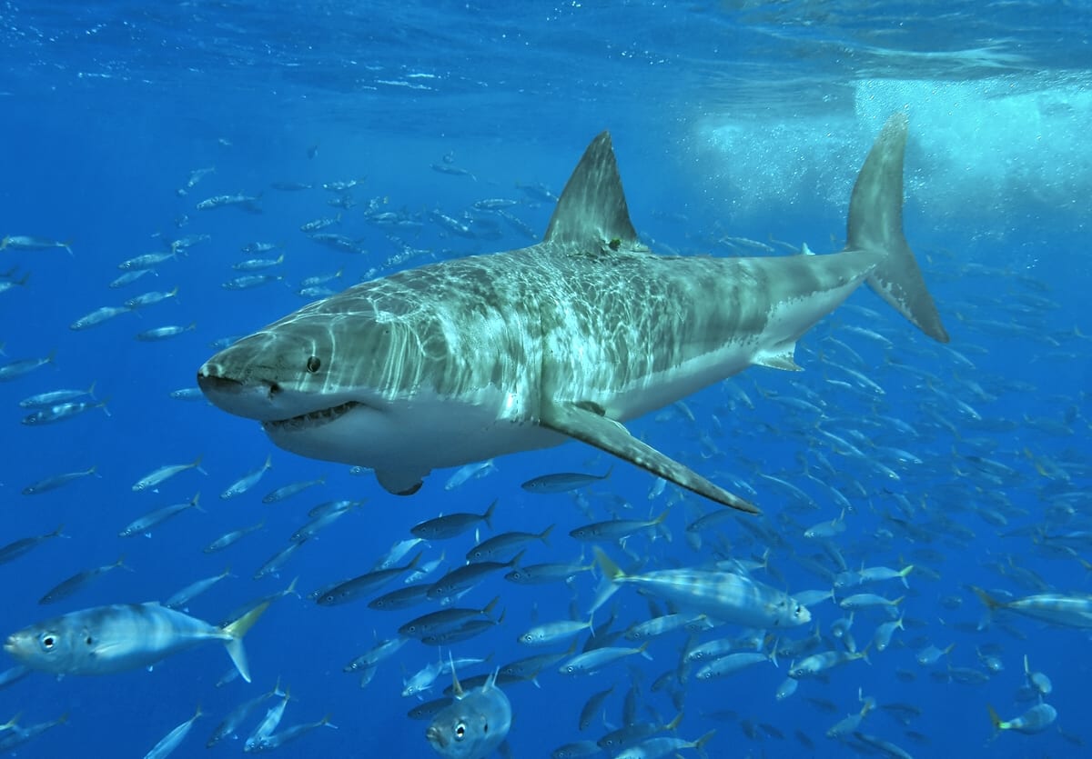 A great white shark.