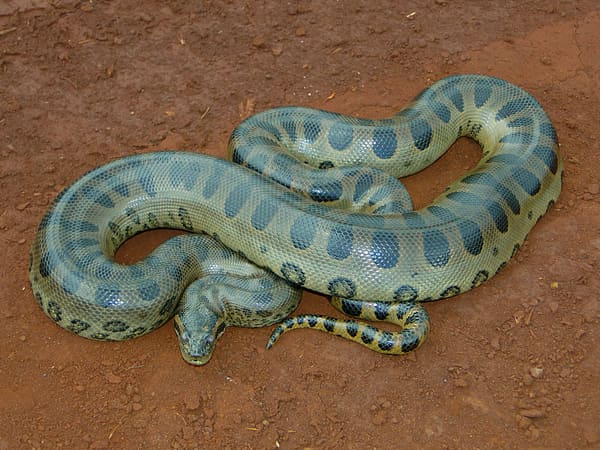A green anaconda.