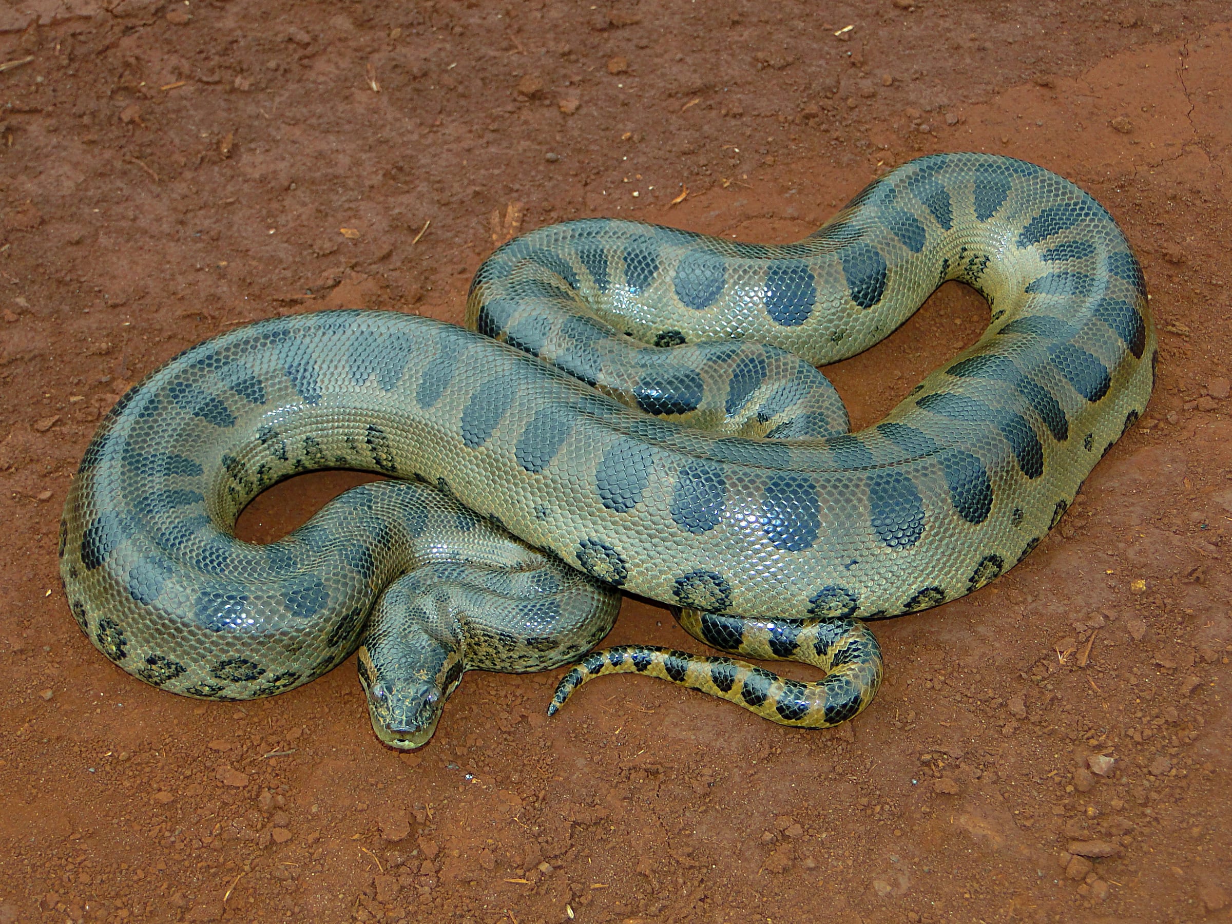 A green anaconda.