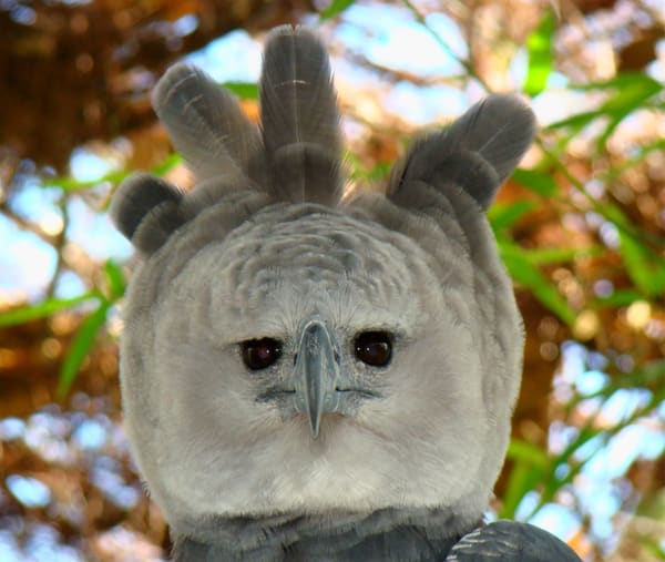 An adult female harpy eagle at the Belize Zoo, west of Belize City, Belize.