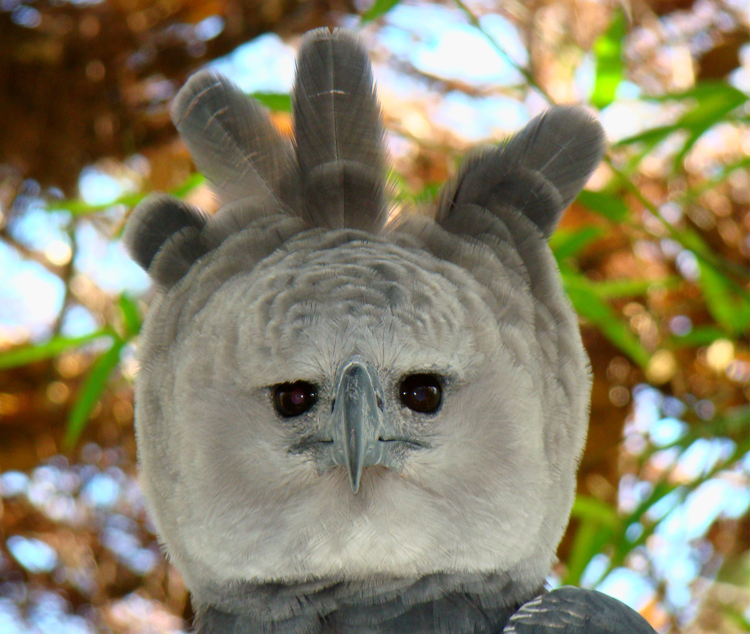 An adult female harpy eagle at the Belize Zoo, west of Belize City, Belize.