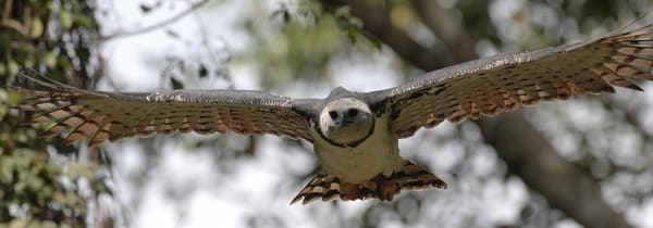 Harpy Eagle -- Camino del Oleoducto, Parque Nacional Soberania, Panama