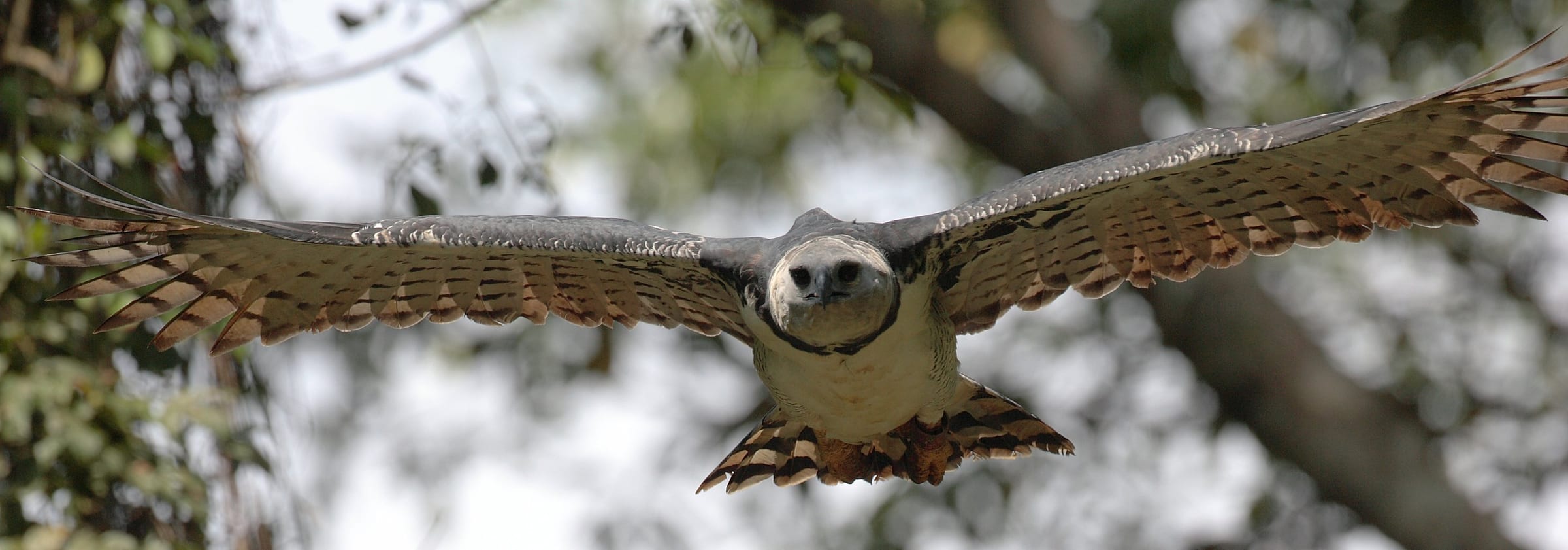 Harpy Eagle -- Camino del Oleoducto, Parque Nacional Soberania, Panama