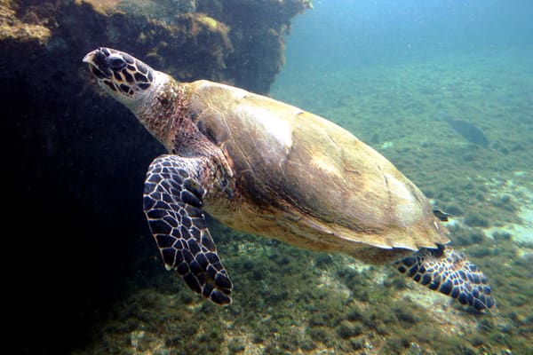 Tortue imbriquée à Kélonia