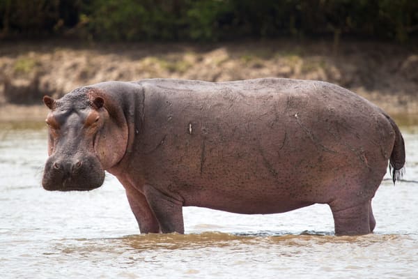 A hippopotamus.