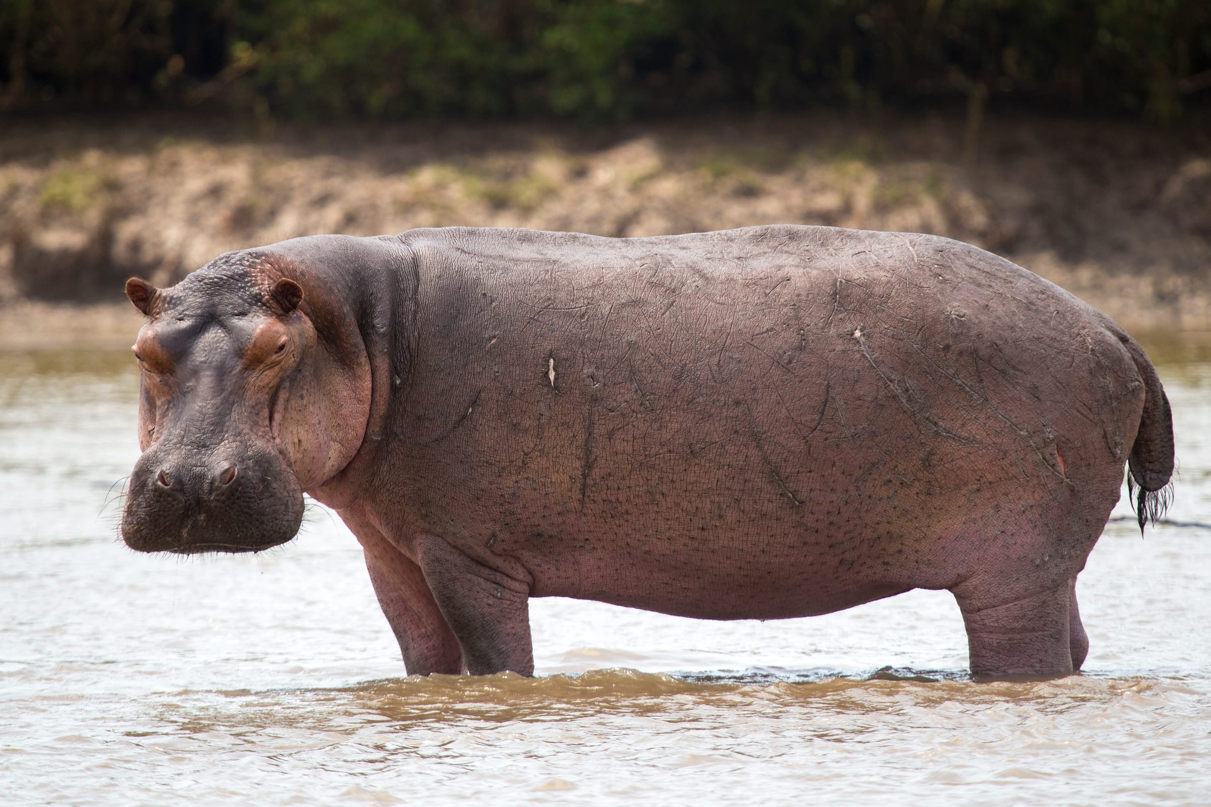 A hippopotamus.