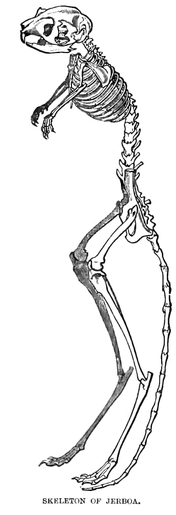Skeleton of Jerboa