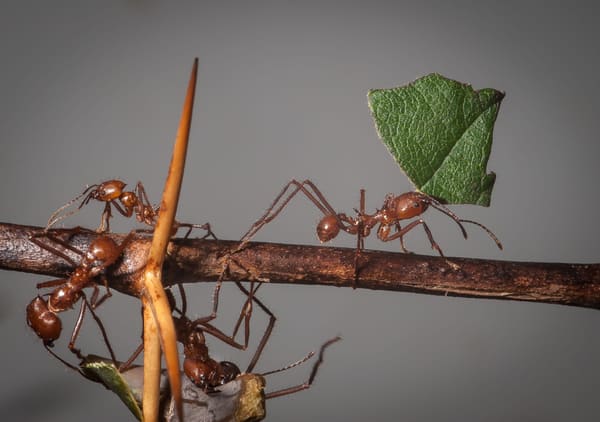 Leaf cutter ant, Osa Peninsula, Costa Rica