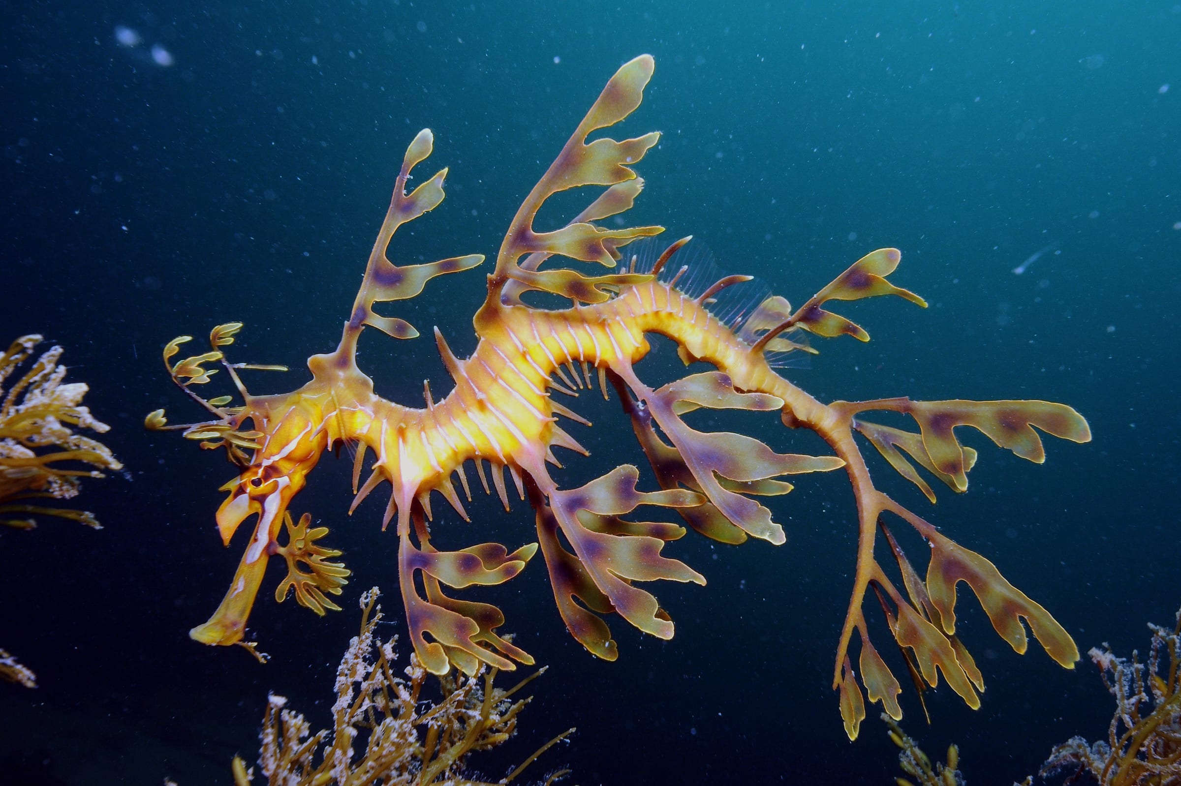 A leafy seadragon.