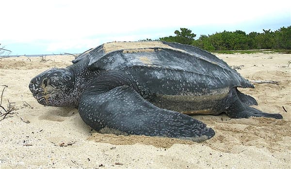 A leatherback sea turtle.