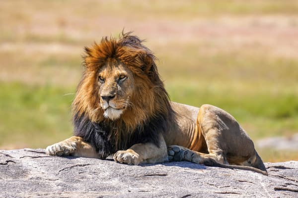 A lion.