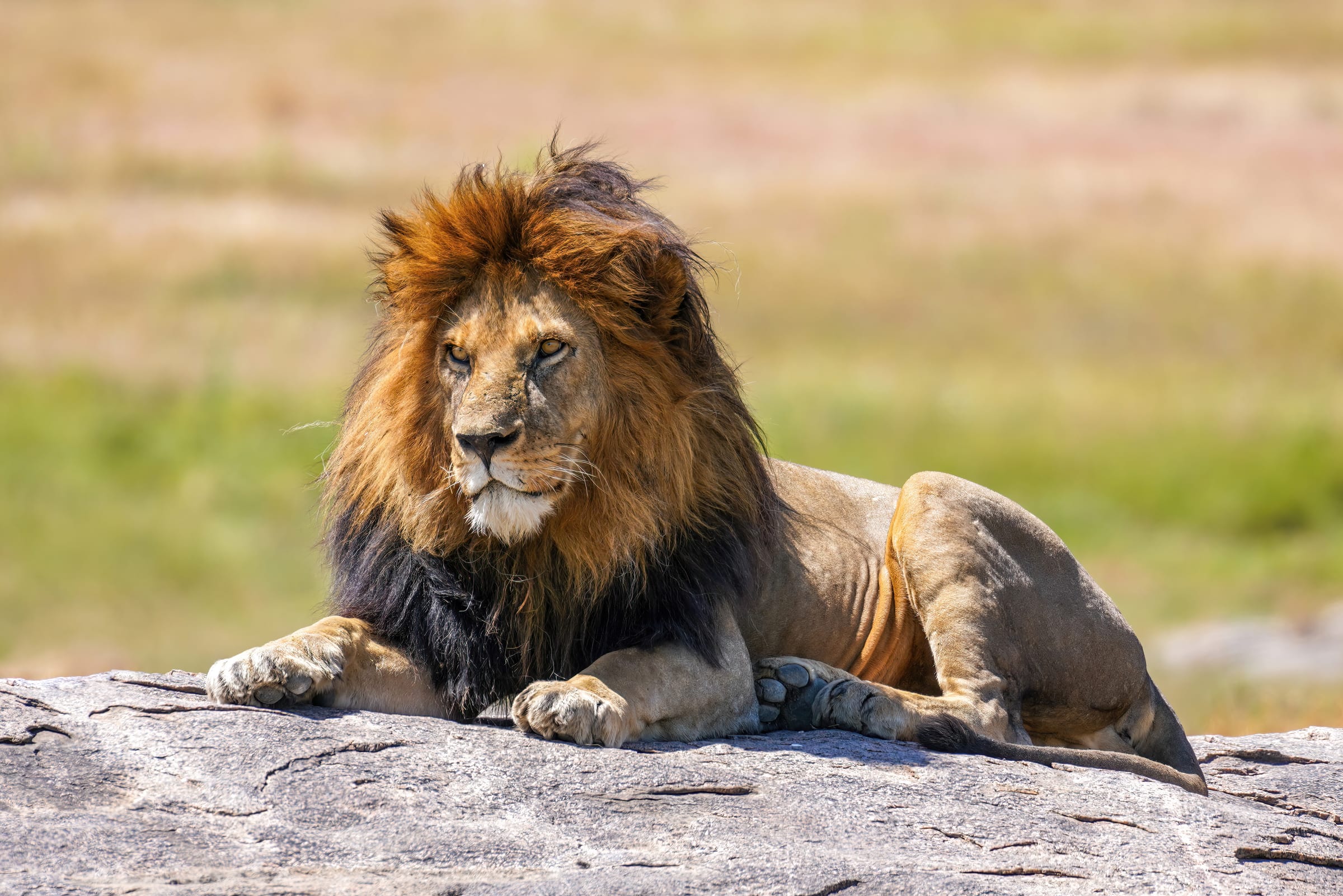 A lion.