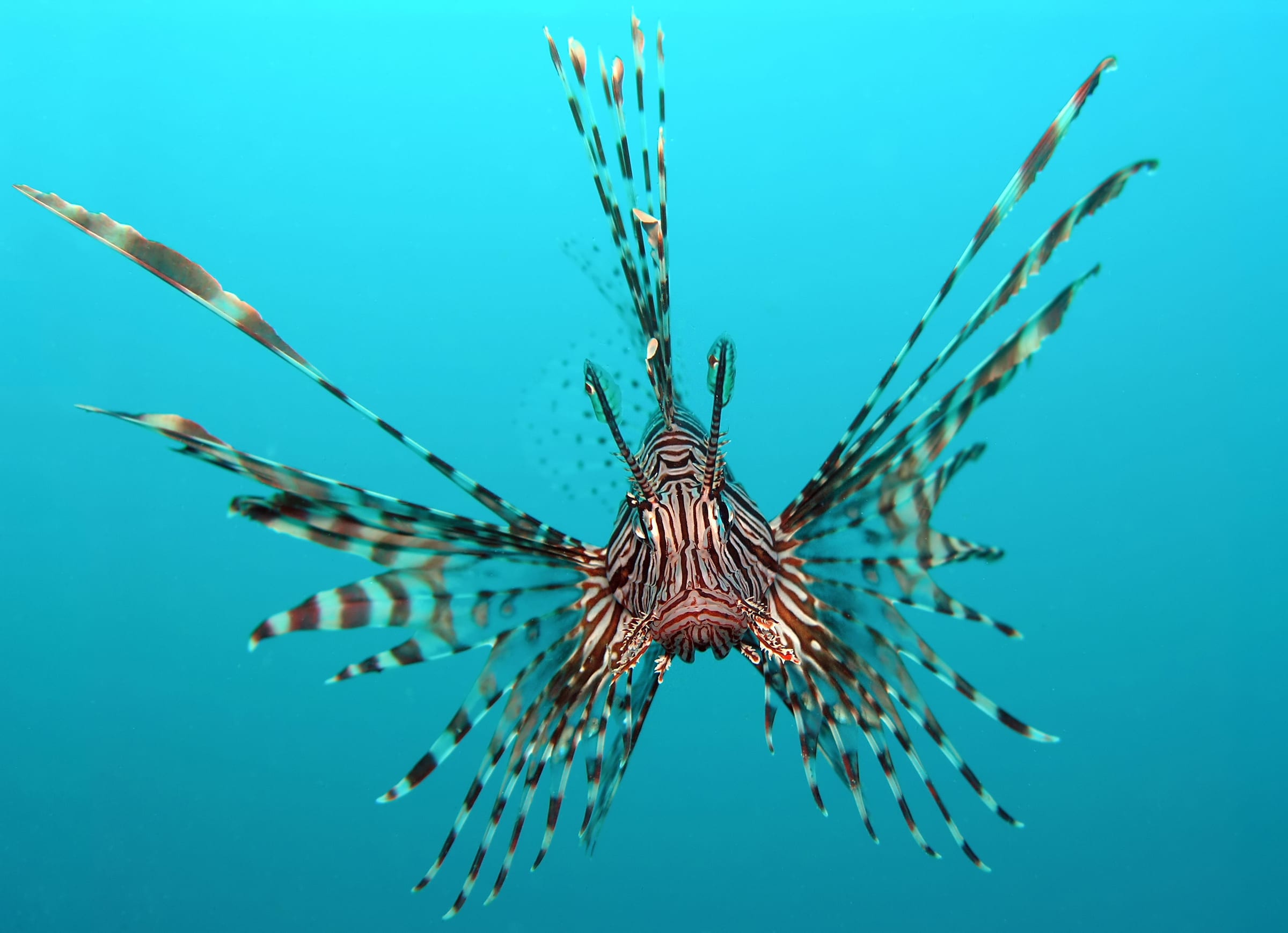 A red lionfish.