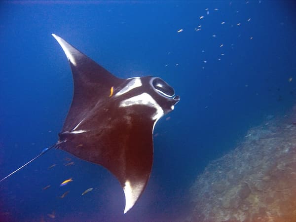 A giant oceanic manta ray.