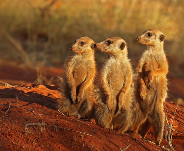 A meerkat.