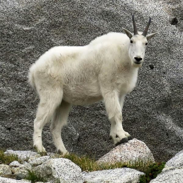 A mountain goat.