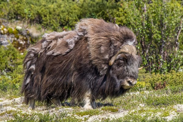 A muskox.