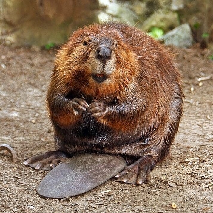 A north american beaver.