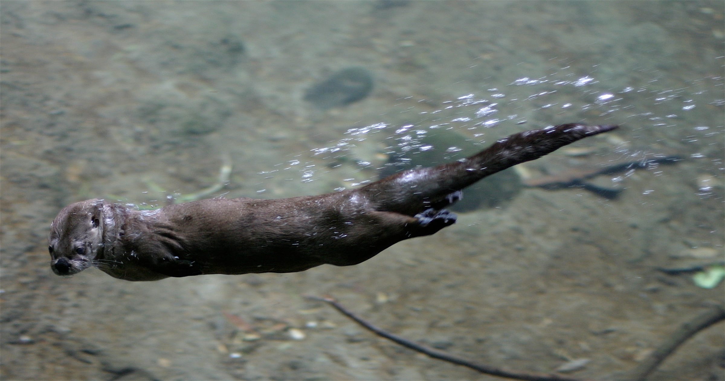 North American River Otter (Lontra canadensis) at the Oregon Zoo