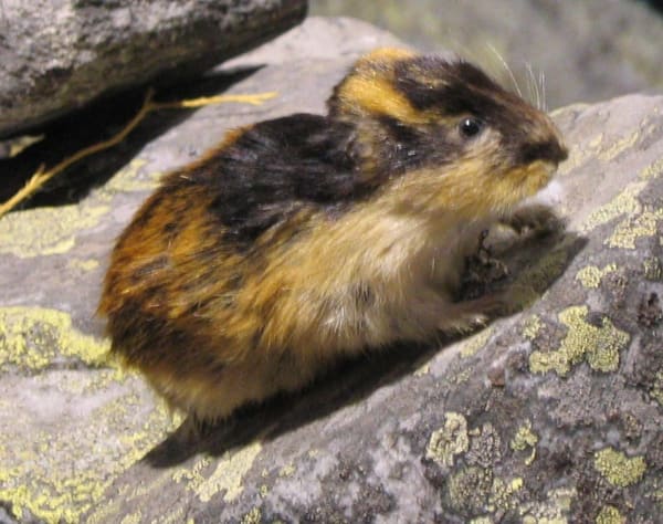 A norway lemming.