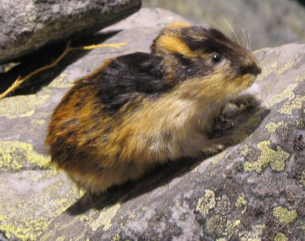 A norway lemming.