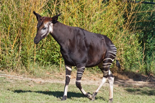 An okapi.