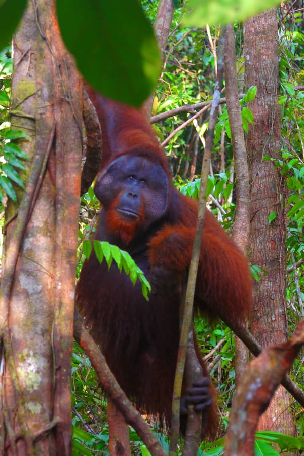 A bornean orangutan.