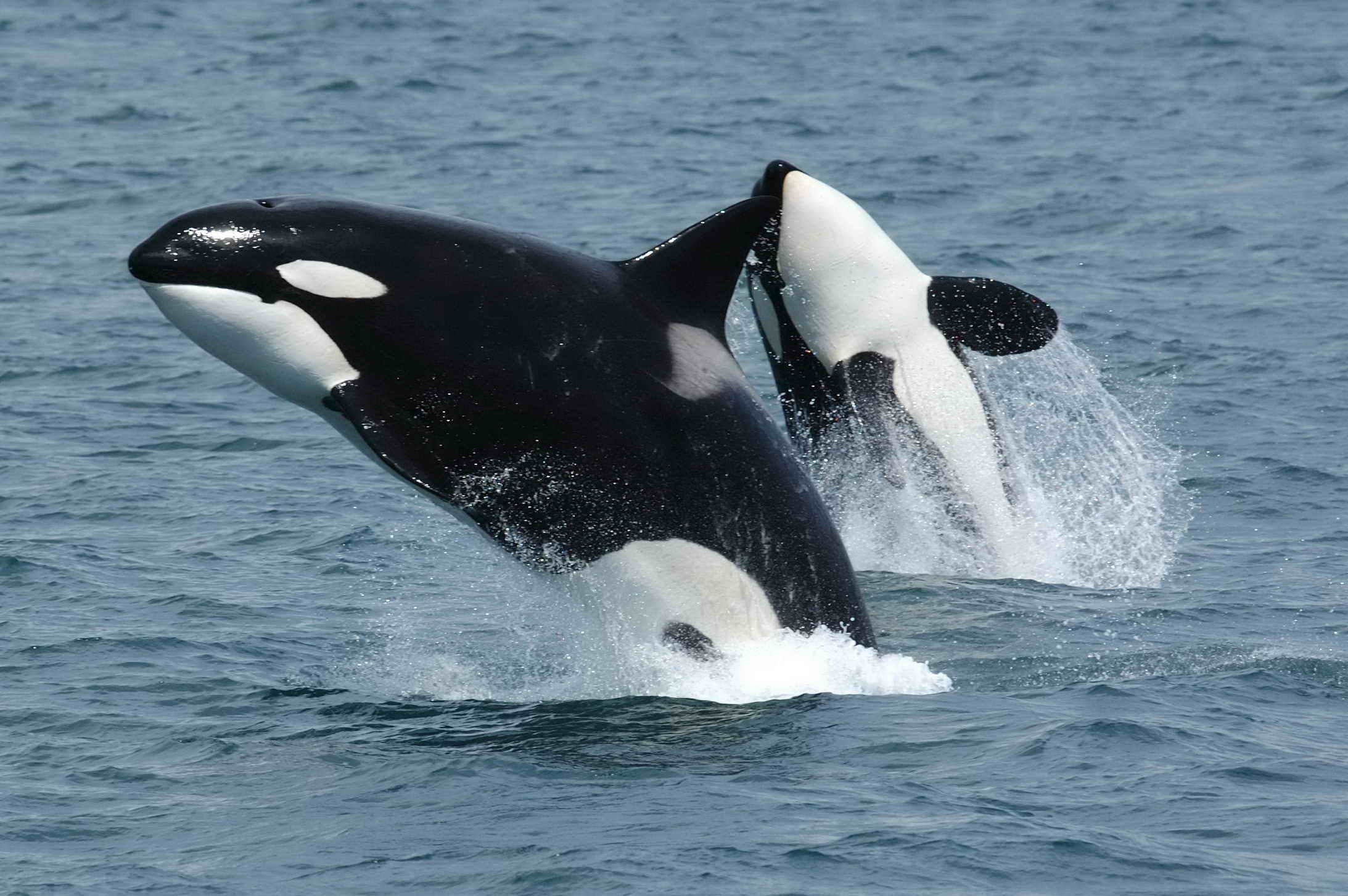 An orca.