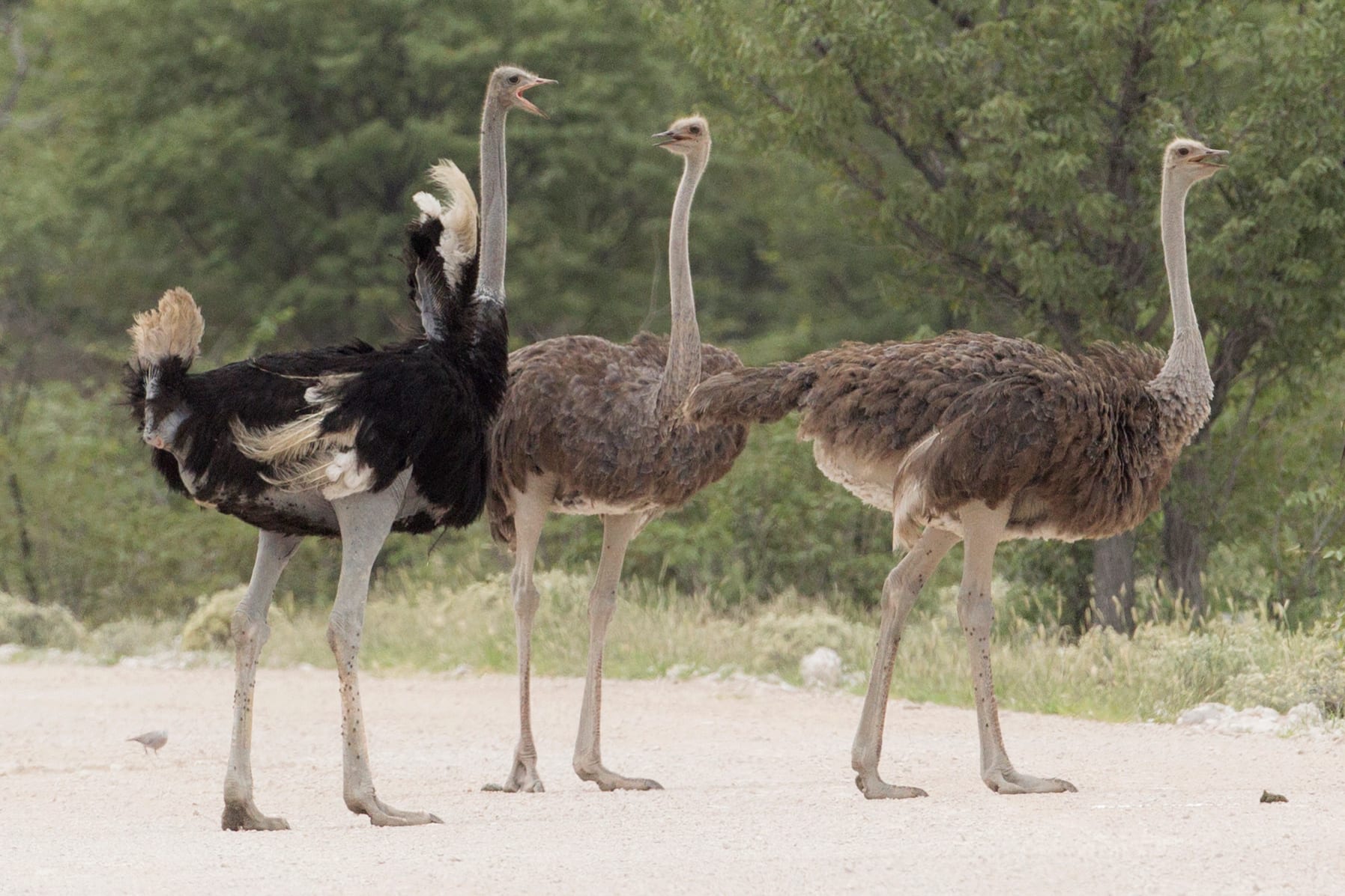 A common ostrich.
