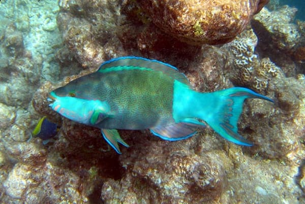 A parrotfish.