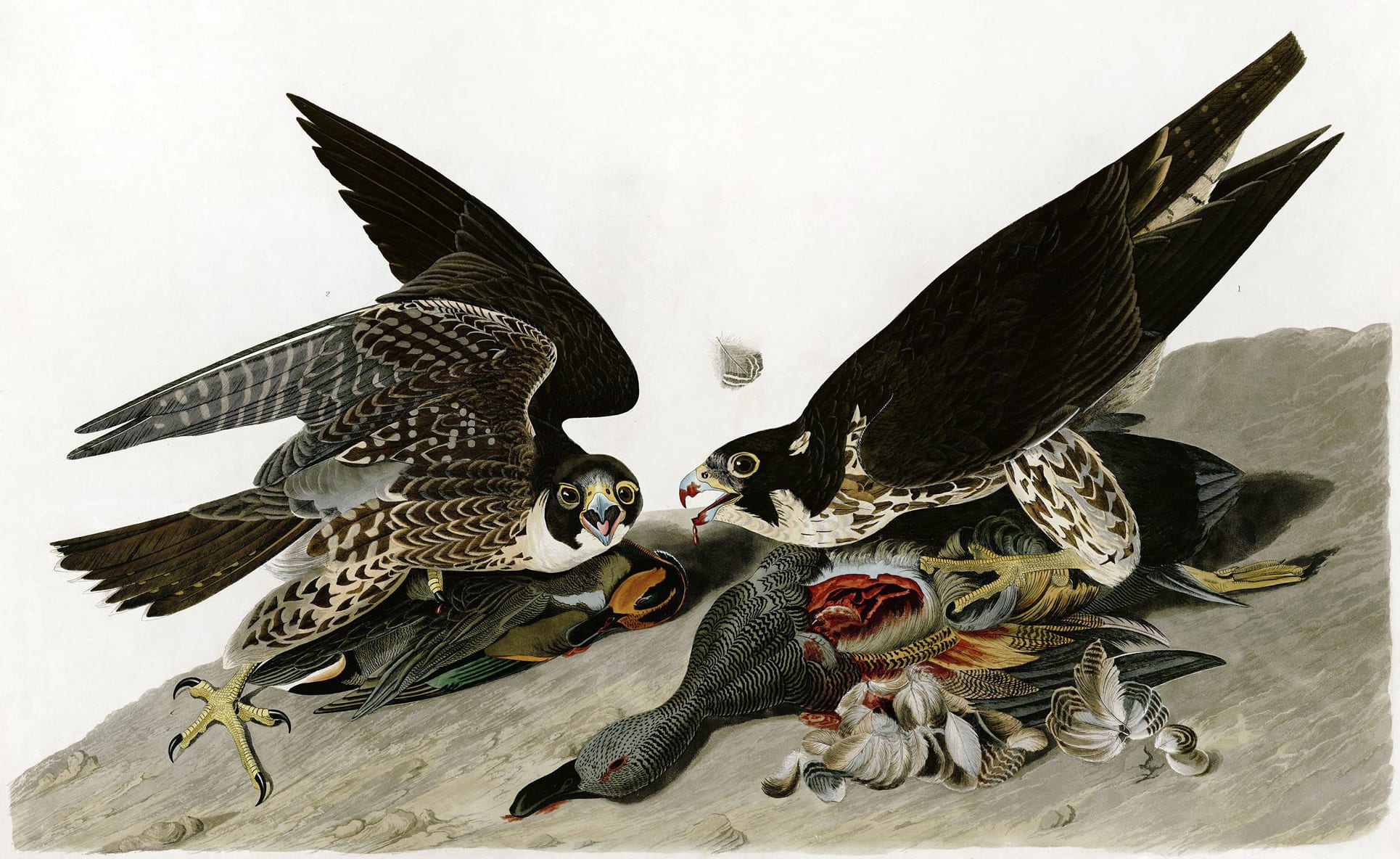 Peregrine Falcons drawn by John James Audubon for the book The Birds of America
