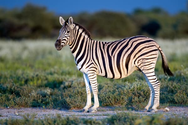 A plains zebra.
