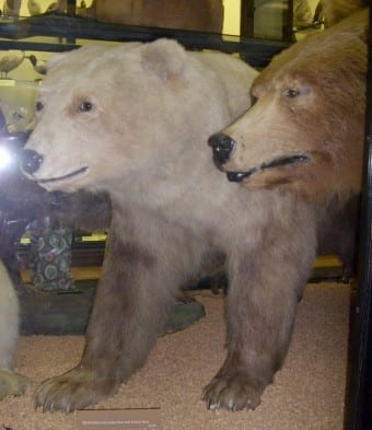 Photographer: Sarah Hartwell (Messybeast). Polar/Brown Bear adult hybrid. Rothschild Museum, Tring, England. Released for Wikipedia use.