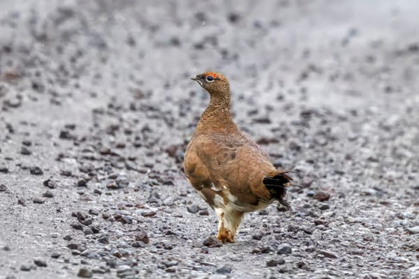 A rock ptarmigan.
