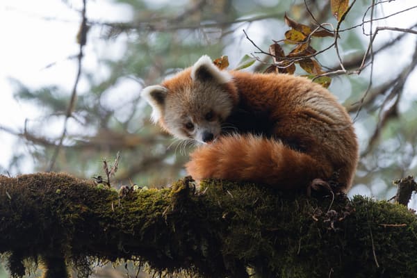 A red panda.