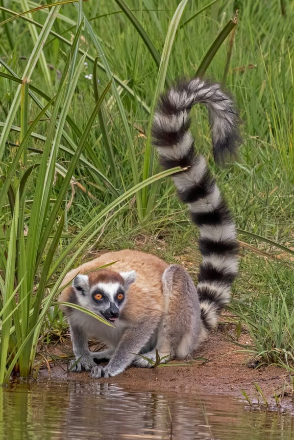 A ring-tailed lemur.