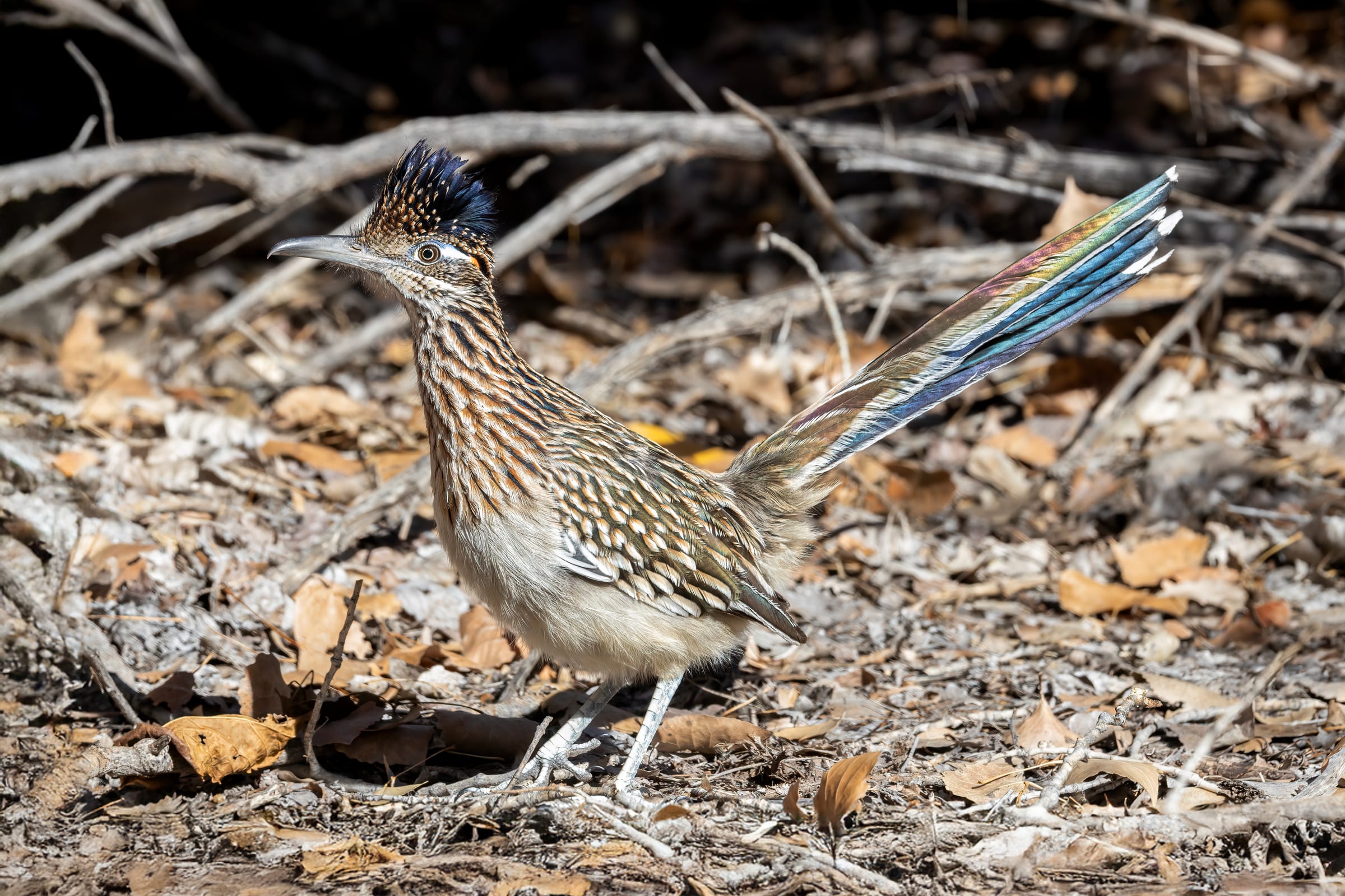 Roadrunner in the sun, central Albuquerque during the winter, 2007.
