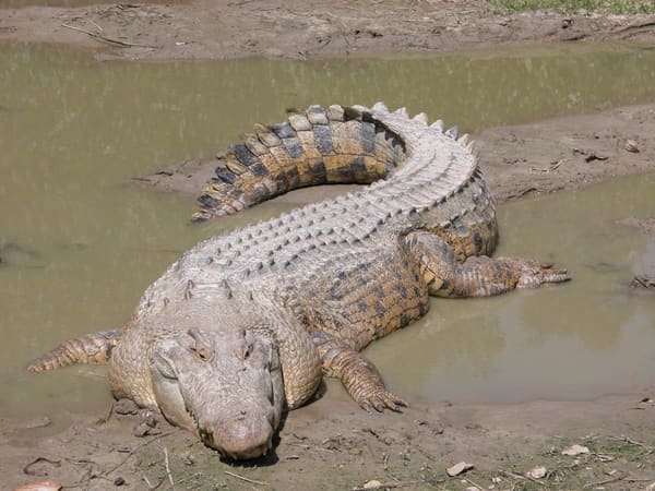 Saltwater Crocodile (Crocodylus porosus)This is Maximo, a 15'+ crocodile at the St. Augustine Alligator Farm.