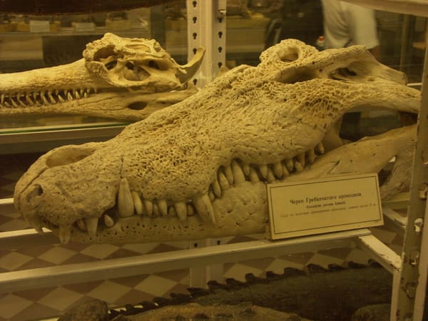 Saltwater crocodile skull in The Museum of Zoology, St. Petersburg