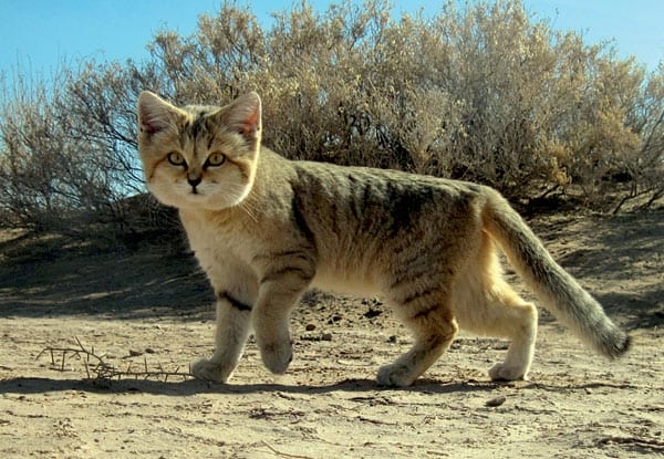 A sand cat.