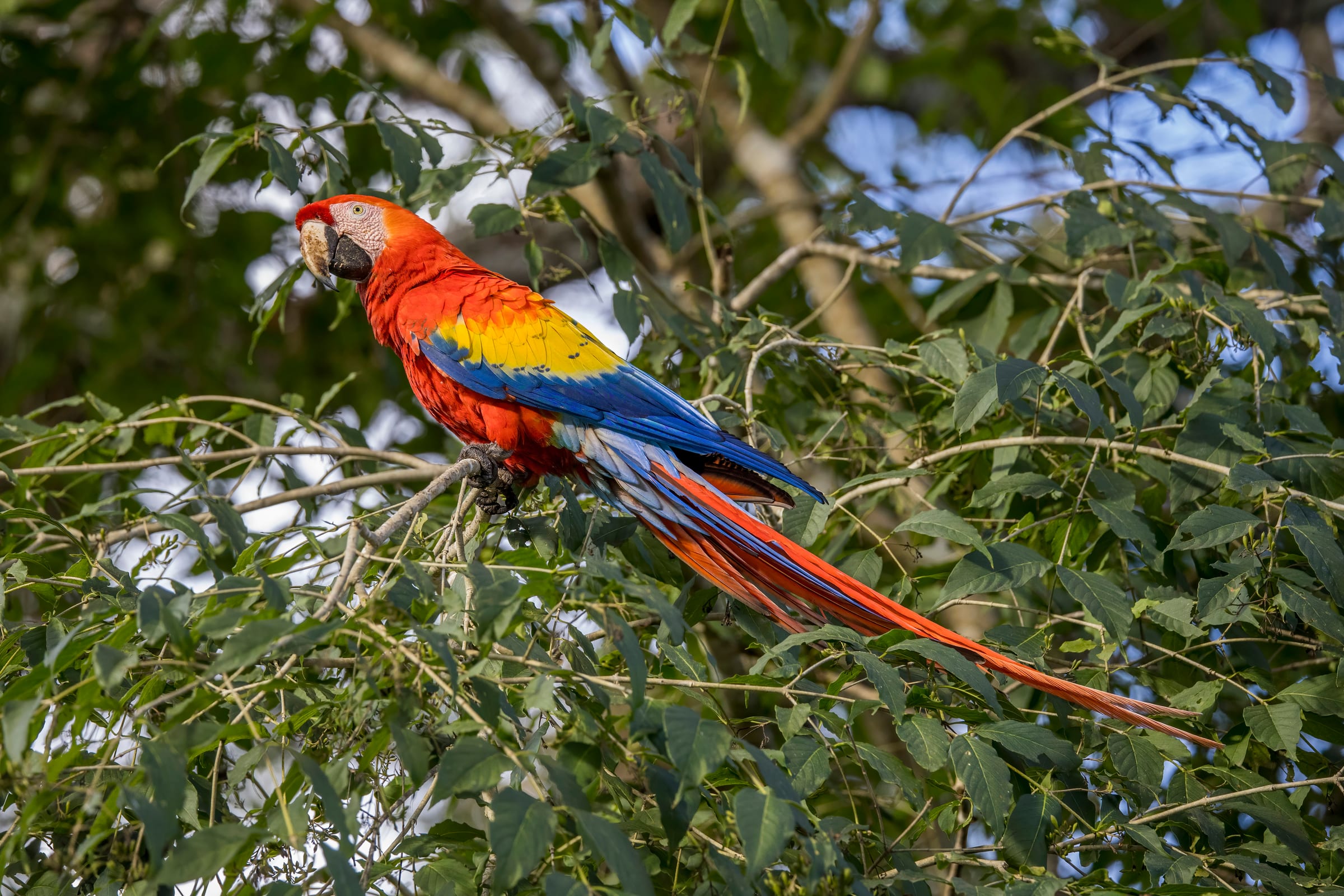 A scarlet macaw.